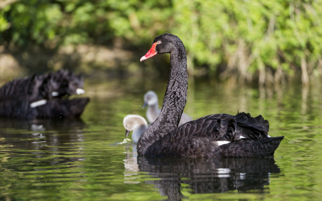 Black swans pond birds nature free wallpaper for desktop - medium preview image