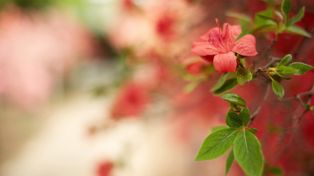 Pink flower green leaves red #3 free wallpaper for desktop - medium preview image