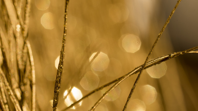 Plant water droplets macro sunset free wallpaper for desktop - medium preview image