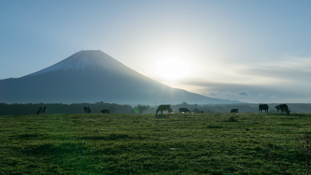 Cows grazing mountains sunset blue free wallpaper for desktop - medium preview image