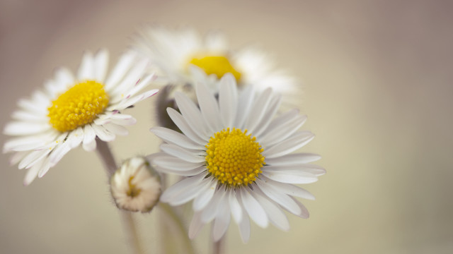 Daisies vase blurry background macro free wallpaper for desktop - medium preview image