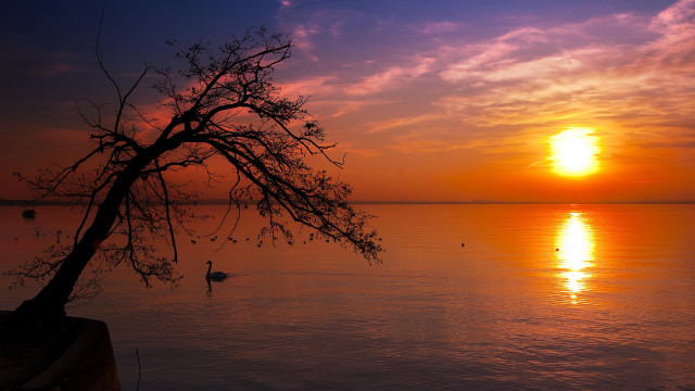 Tree water sunset ducks matte free wallpaper for desktop - medium preview image