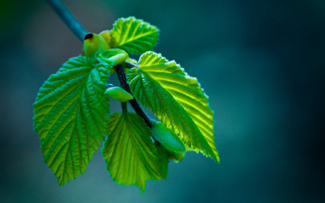 Branch green leaves buds macro free wallpaper for desktop - medium preview image