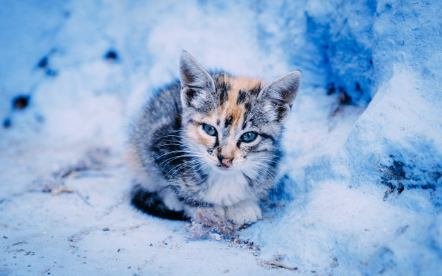 Kitten blue eyes snow curious free wallpaper for desktop - medium preview image