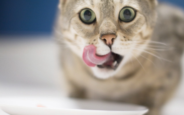 Cat tongue plate focus blurry free wallpaper for desktop - medium preview image