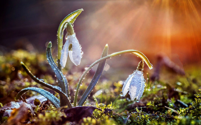 White flower field sunlight macro free wallpaper for desktop - medium preview image