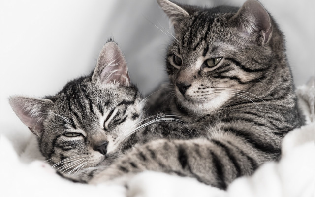 Two cats cuddling sleeping bed free wallpaper for desktop - medium preview image