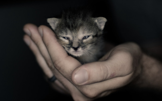 Small kitten hands black background free wallpaper for desktop - medium preview image