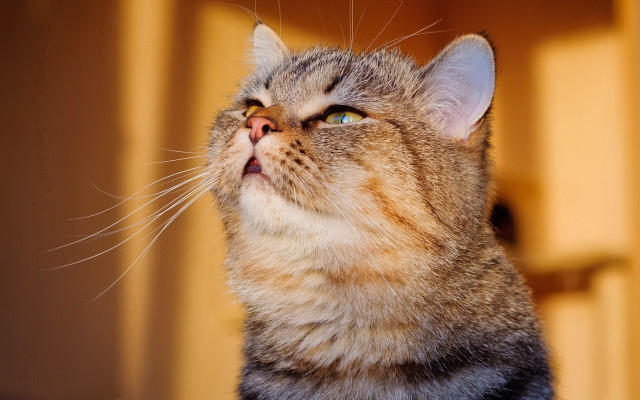 Cat wide eyes yellow wall free wallpaper for desktop - medium preview image