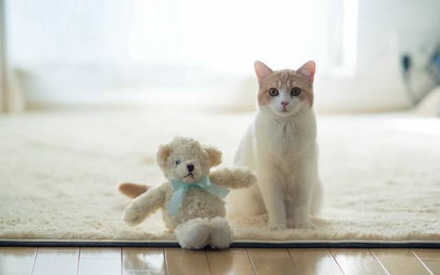 Cat teddy bear rug room free wallpaper for desktop - medium preview image
