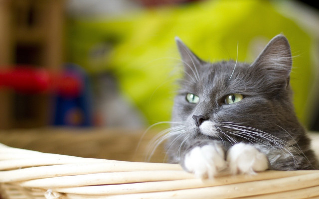 Black cat serious look basket free wallpaper for desktop - medium preview image