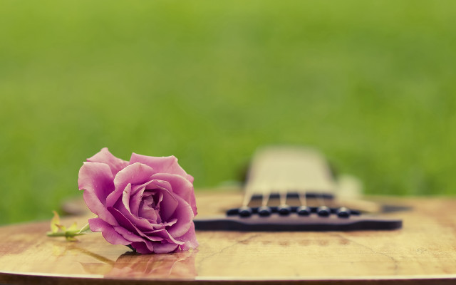 Blue rose wooden guitar bouquet free wallpaper for desktop - medium preview image