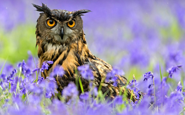 Owl purple flower field yellow free wallpaper for desktop - medium preview image
