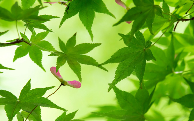 Leafy tree pink flowers green free wallpaper for desktop - medium preview image