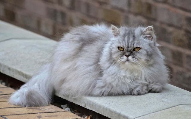 Fluffy cat ledge brick wall free wallpaper for desktop - medium preview image