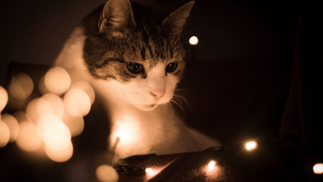 Cat table lights candle renaissance free wallpaper for desktop - medium preview image