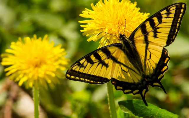 Yellow butterfly dandelion field summer free wallpaper for desktop - medium preview image