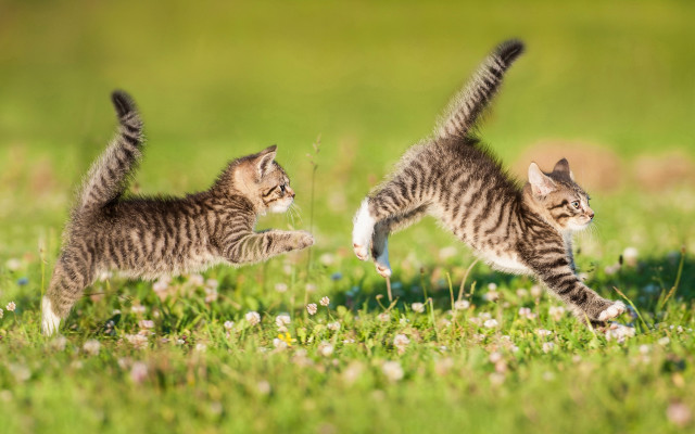 Kittens playing field flower motion free wallpaper for desktop - medium preview image