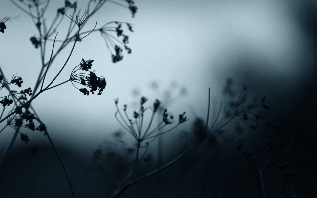 Plant bug fence moon trees free wallpaper for desktop - medium preview image