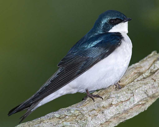 Blue white bird branch green free wallpaper for desktop - medium preview image