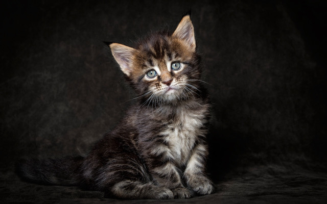 Small kitten blue eyes serious free wallpaper for desktop - medium preview image