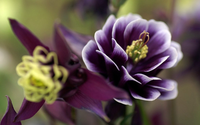 Purple flower gothic macro bokeh free wallpaper for desktop - medium preview image