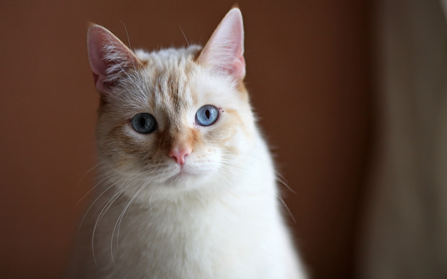 White cat blue eyes brown free wallpaper for desktop - medium preview image