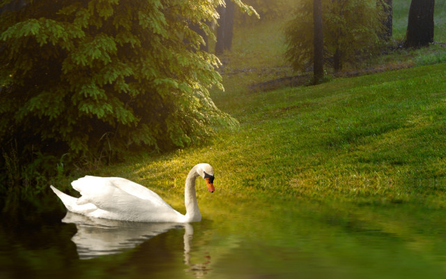 White swan water tree lawn free wallpaper for desktop - medium preview image