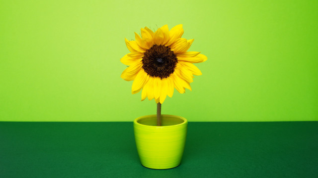 Yellow flower green pot green free wallpaper for desktop - medium preview image