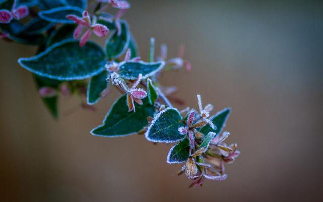 Frosted plant butterfly macro glowing free wallpaper for desktop - medium preview image
