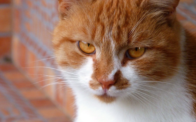 Cat closeup brickwall floor realistic free wallpaper for desktop - medium preview image