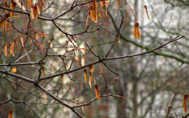 Tree brown leaves fence autumn free wallpaper for desktop - medium preview image