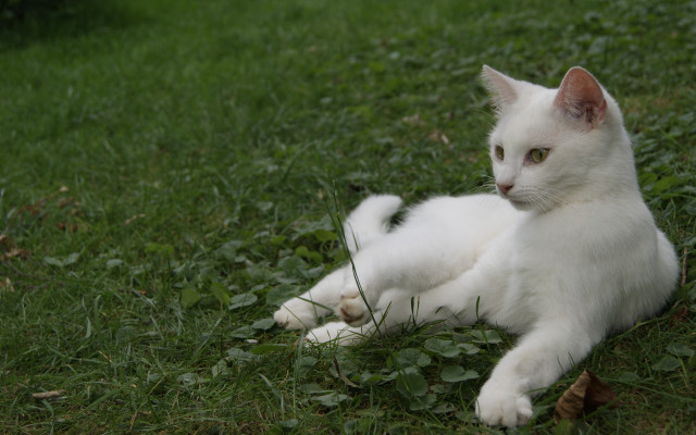 White cat green field birdfeeder free wallpaper for desktop - medium preview image