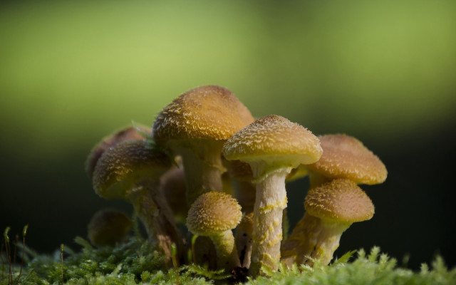Mushrooms mossy forest nature macro free wallpaper for desktop - medium preview image