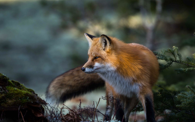 Red fox tree forest wildlife free wallpaper for desktop - medium preview image