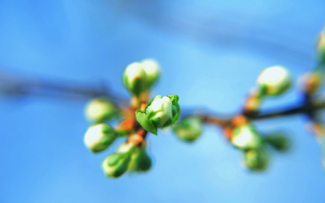 Branch buds leaves blue sky free wallpaper for desktop - medium preview image