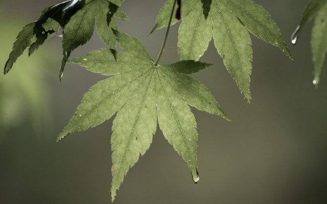Green leaf water drops macro #33 free wallpaper for desktop - medium preview image