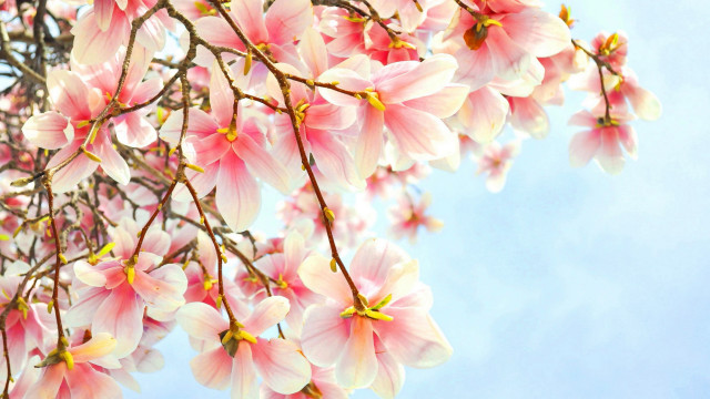 Pink flower tree blooming spring free wallpaper for desktop - medium preview image