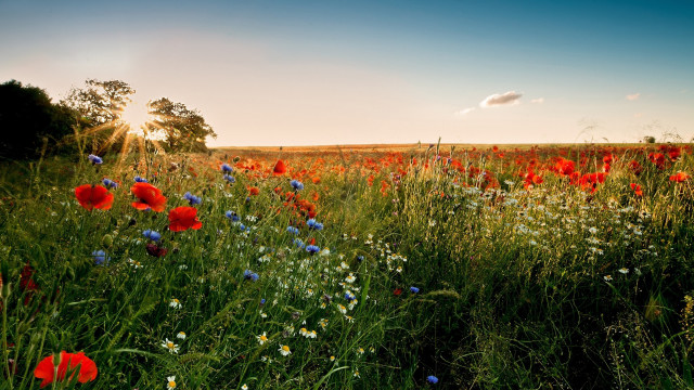 Flower field sunset sky trees free wallpaper for desktop - medium preview image