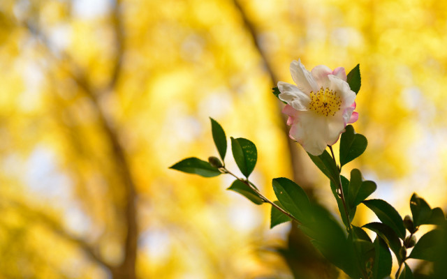 White flower yellow center autumn free wallpaper for desktop - medium preview image