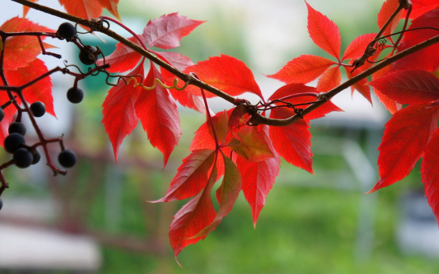 Red berries leaves autumn macro free wallpaper for desktop - medium preview image