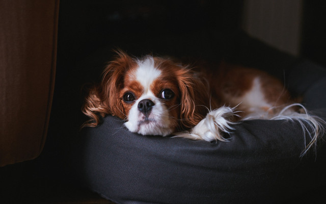 Dog pillow floor wall window free wallpaper for desktop - medium preview image