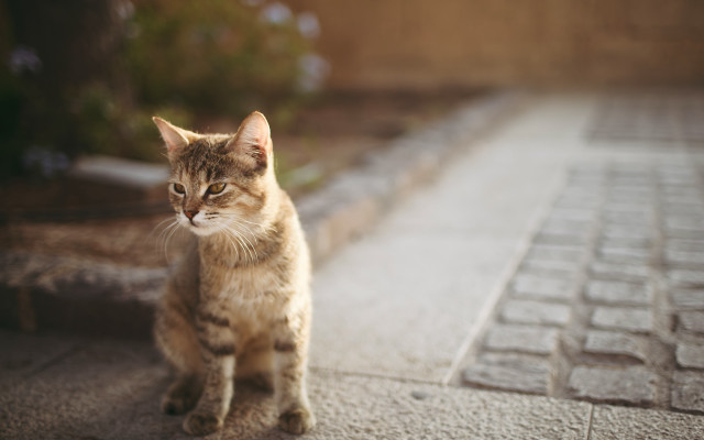 Cat tiltshift shallowfocus blurry background free wallpaper for desktop - medium preview image