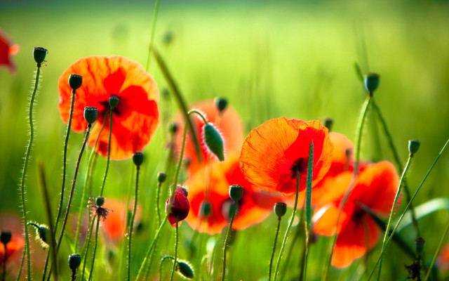 Red flower green grass bokeh free wallpaper for desktop - medium preview image