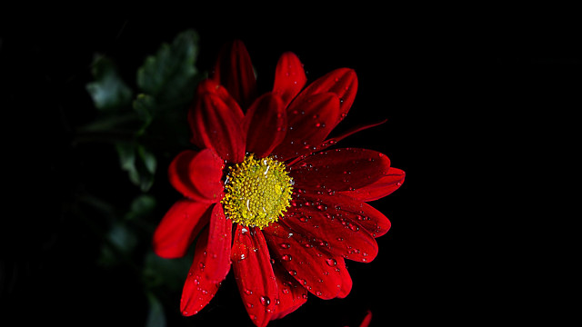 Red flower water droplets macro #10 free wallpaper for desktop - medium preview image