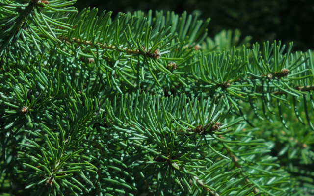 Pine tree needles branches nature free wallpaper for desktop - medium preview image