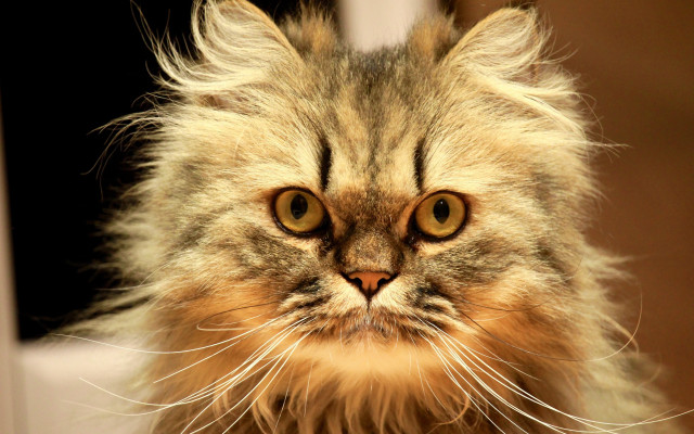 Long haired cat serious eye #2 free wallpaper for desktop - medium preview image
