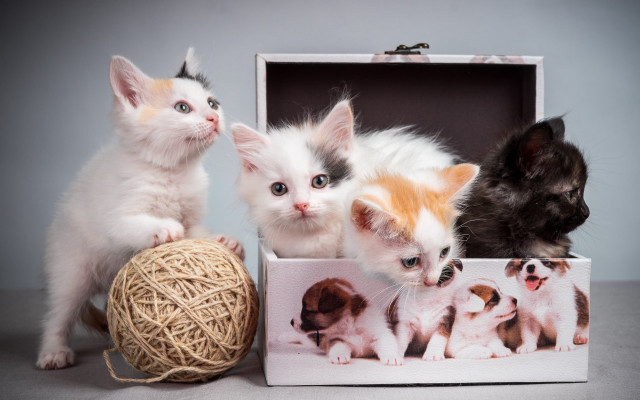 Kittens box yarn assemblage photorealistic #2 free wallpaper for desktop - medium preview image