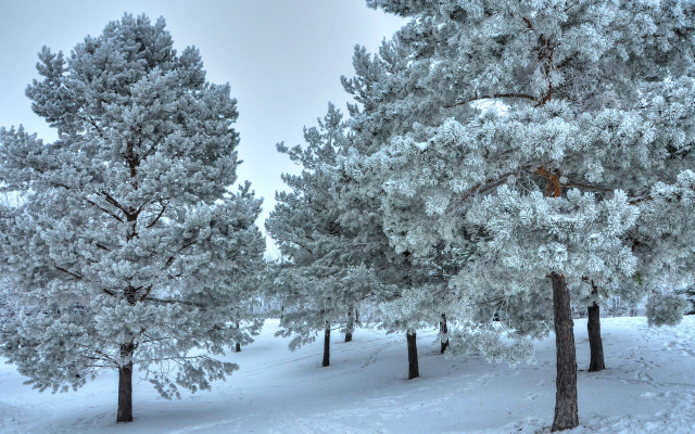 Snowy forest bench torii shrine free wallpaper for desktop - medium preview image