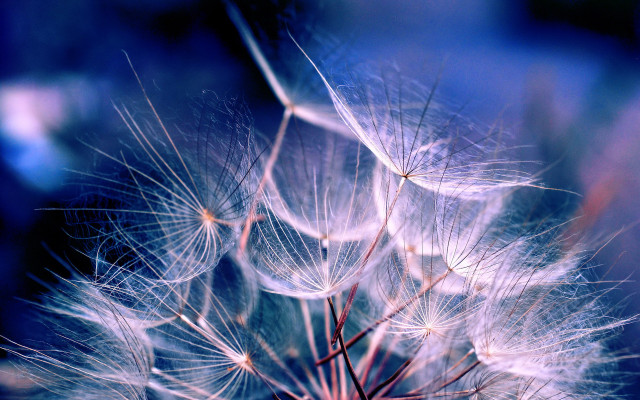 Dandelion blue blurry macro night free wallpaper for desktop - medium preview image